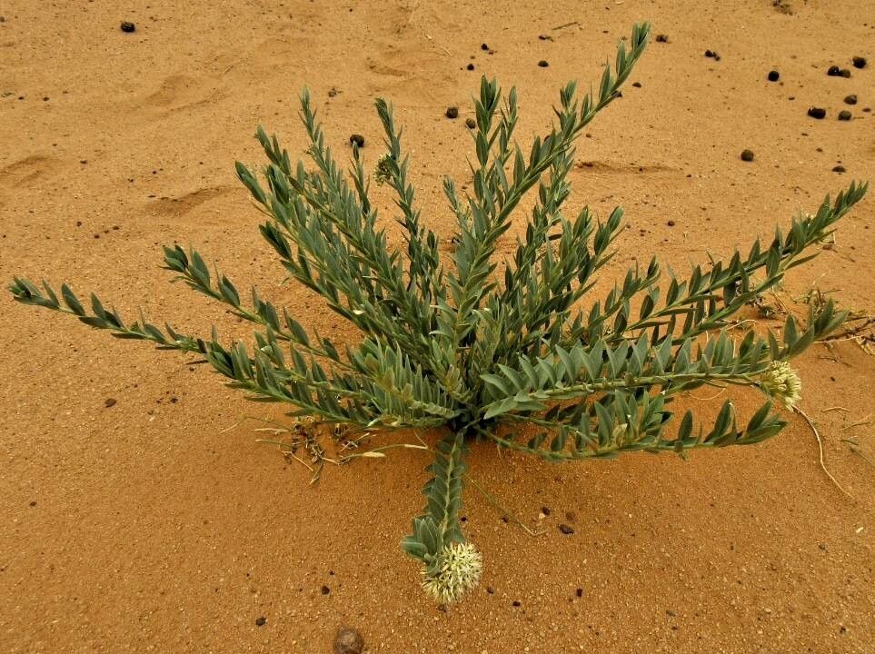 Solenostemma oleifolium leaf