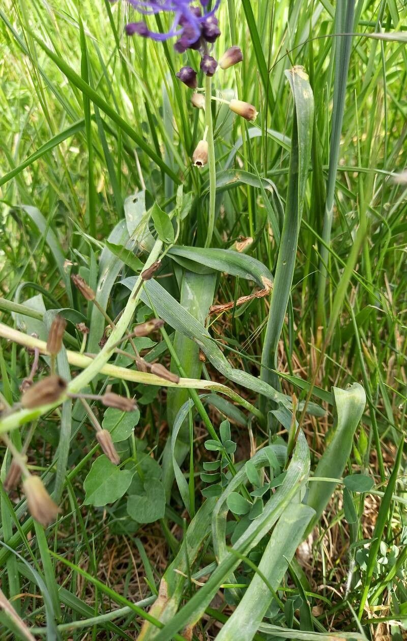 Muscari comosum leaf