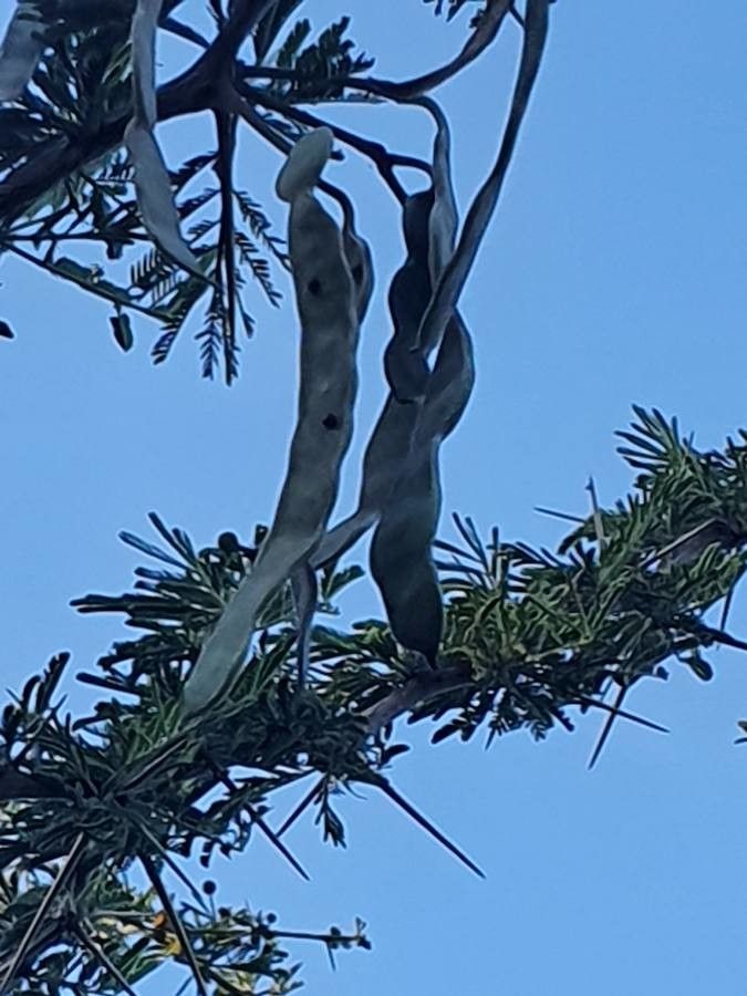 Acacia hockii fruit