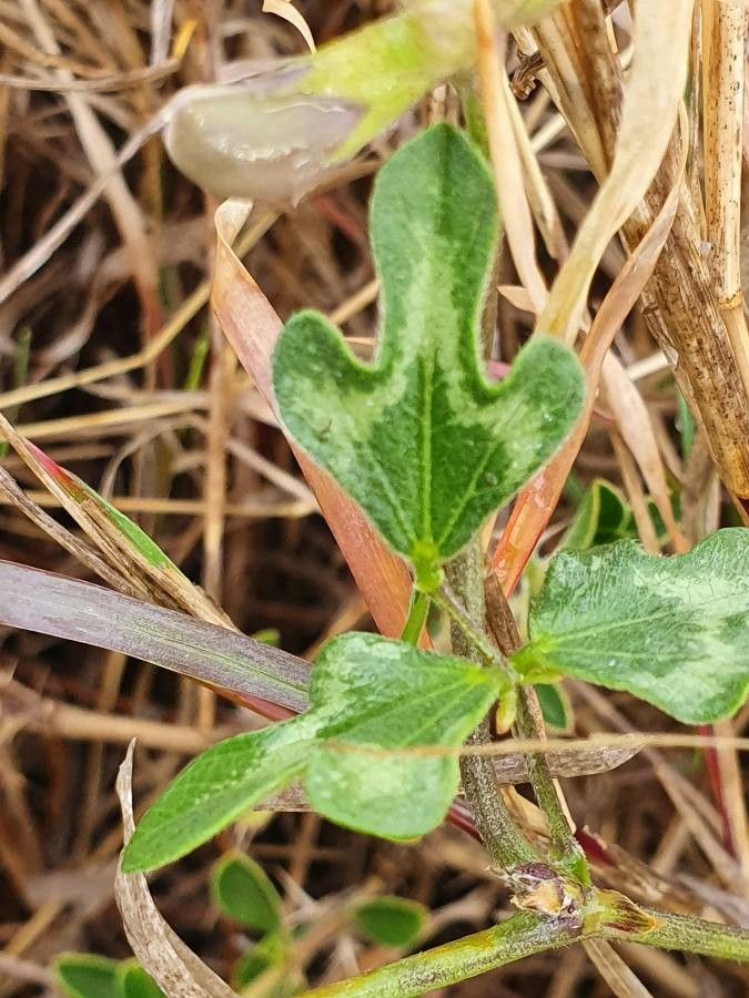 Vigna frutescens — search result for 'Vigna'