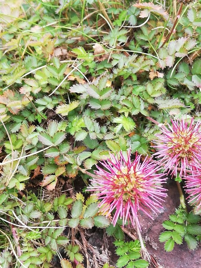 Acaena microphylla flower