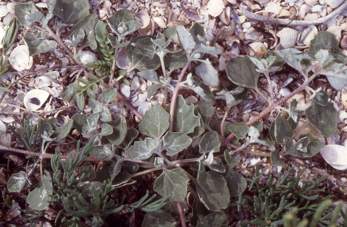 Atriplex tornabenei habit