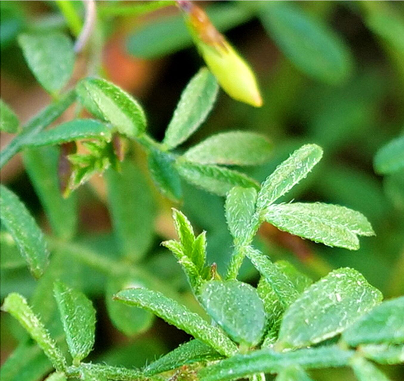 Acmispon strigosus — search result for 'Acmispon'