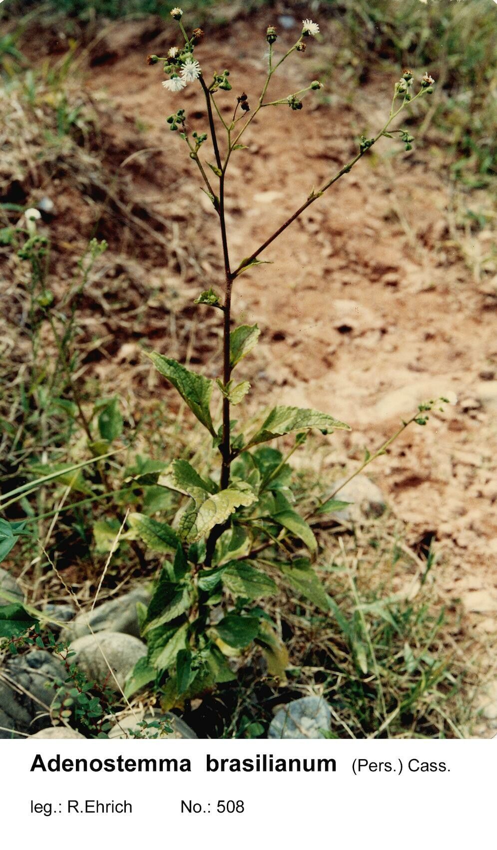 Adenostemma brasilianum habit