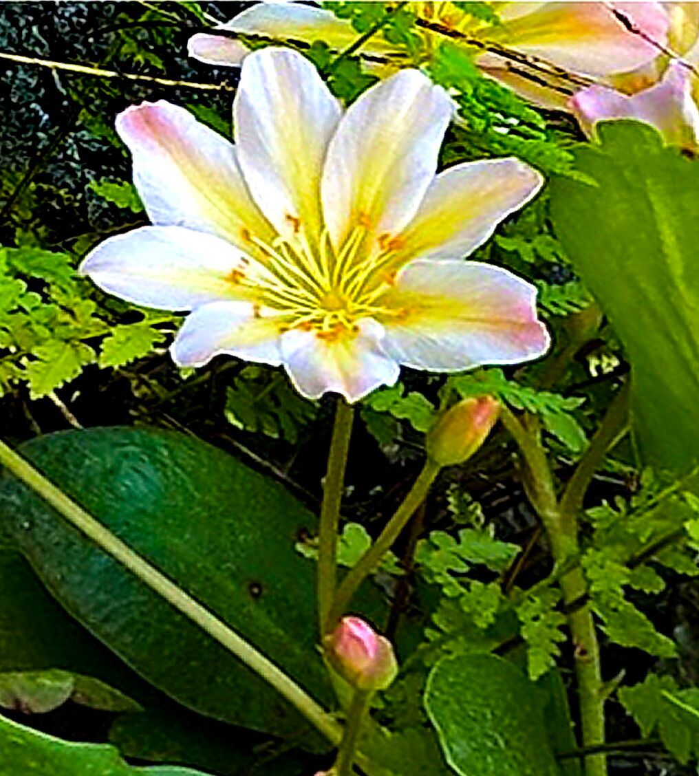 Lewisiopsis tweedyi flower