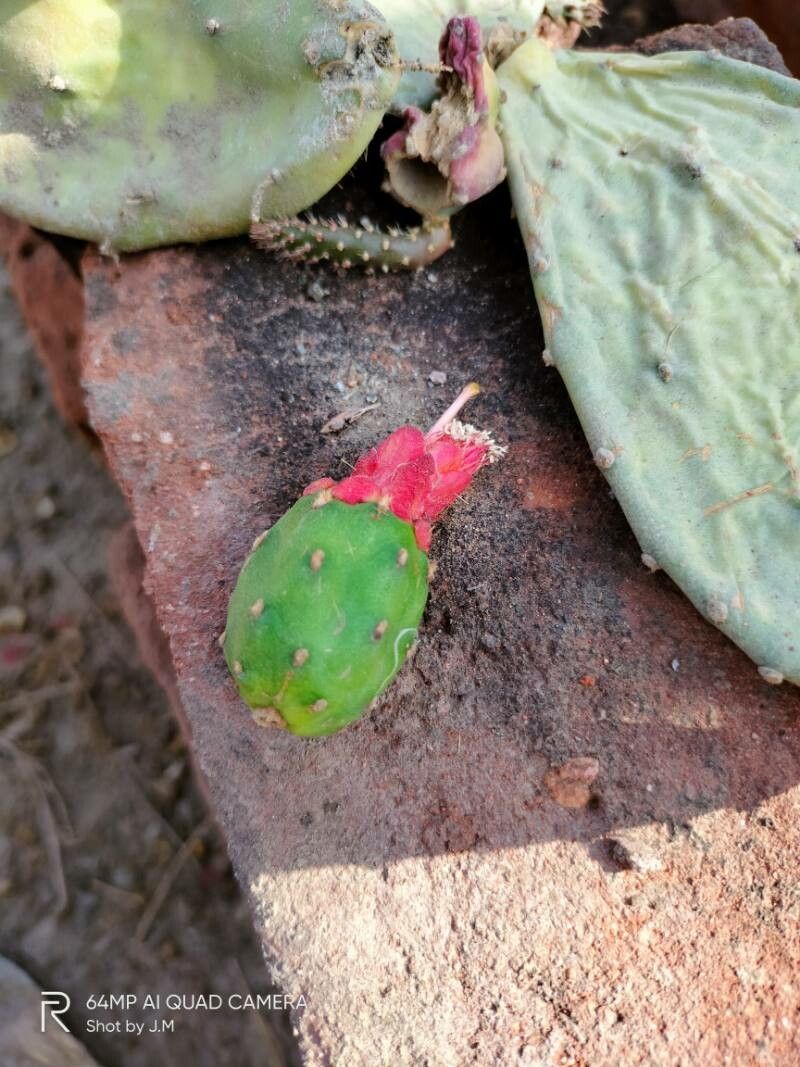 Opuntia triacanthos fruit
