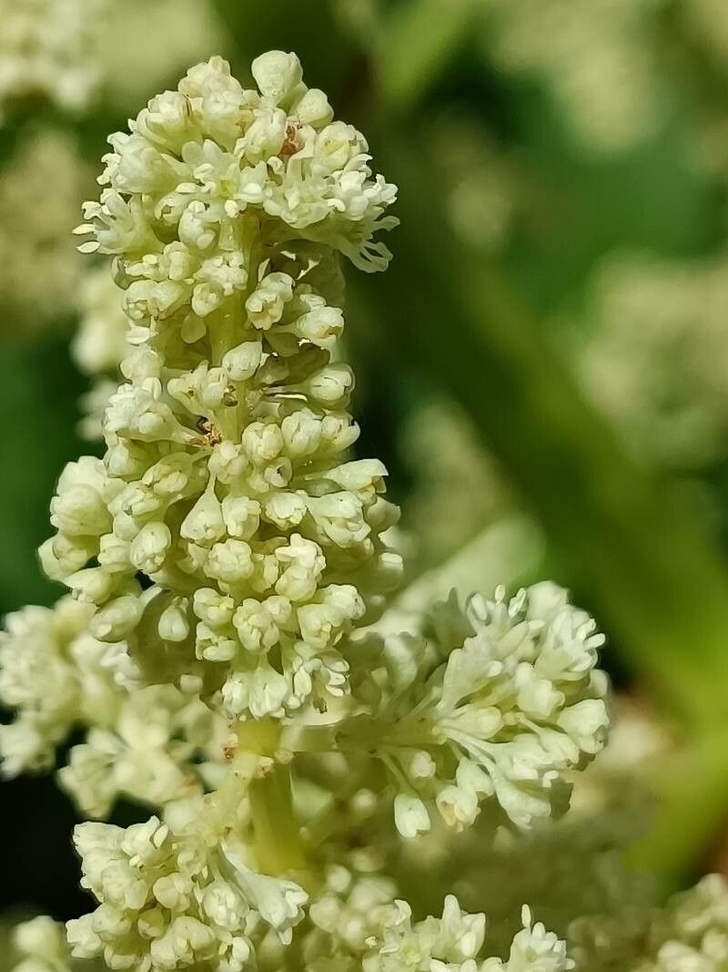 Rheum × hybridum flower