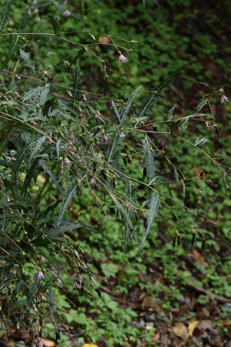 Cirsium hasunumae flower