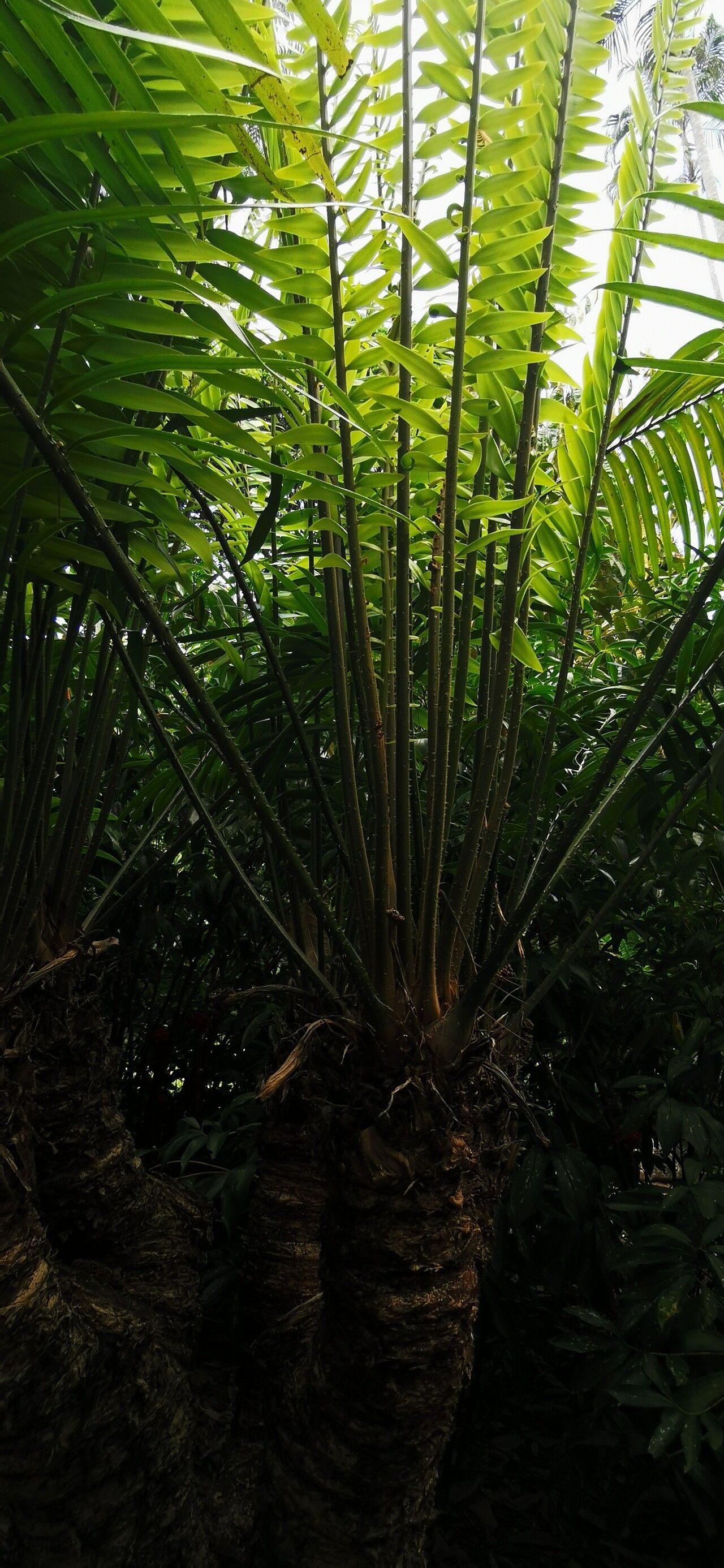 Zamia poeppigiana leaf