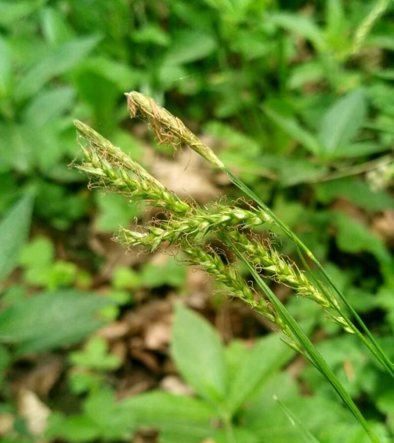 Carex sylvatica flower