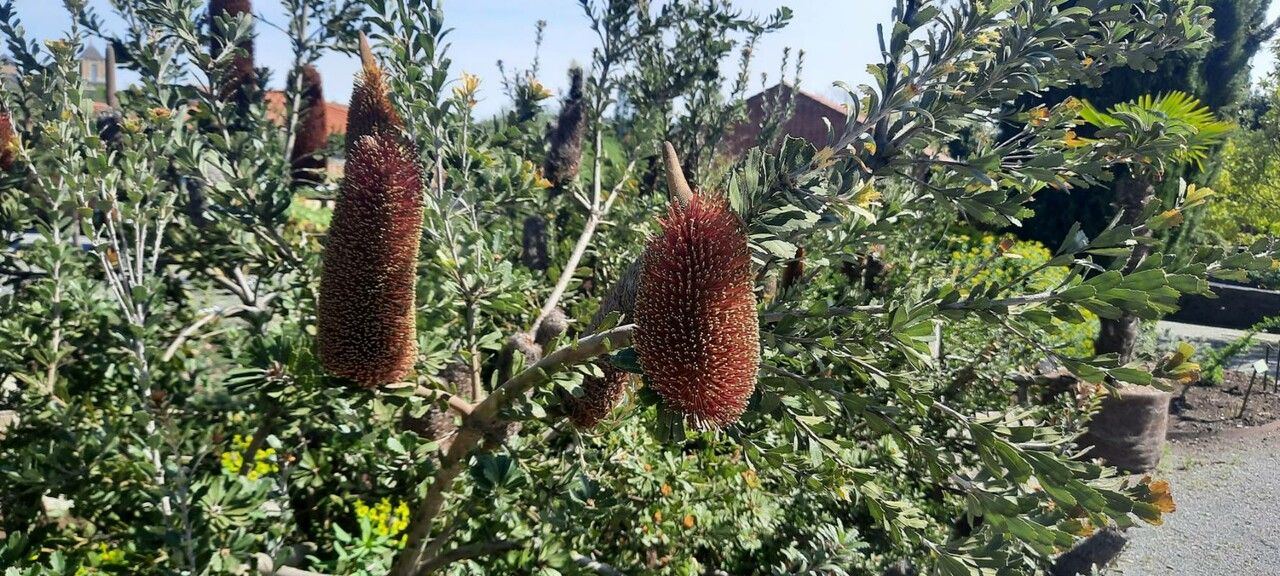 Banksia praemorsa fruit
