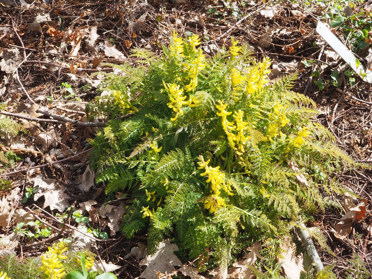 Corydalis cheilanthifolia habit
