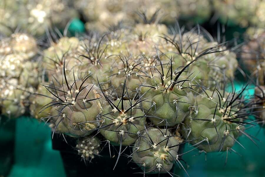 Copiapoa malletiana habit