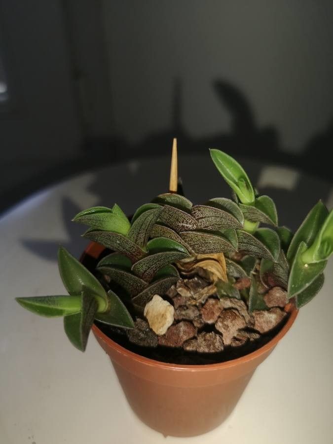 Callisia navicularis habit