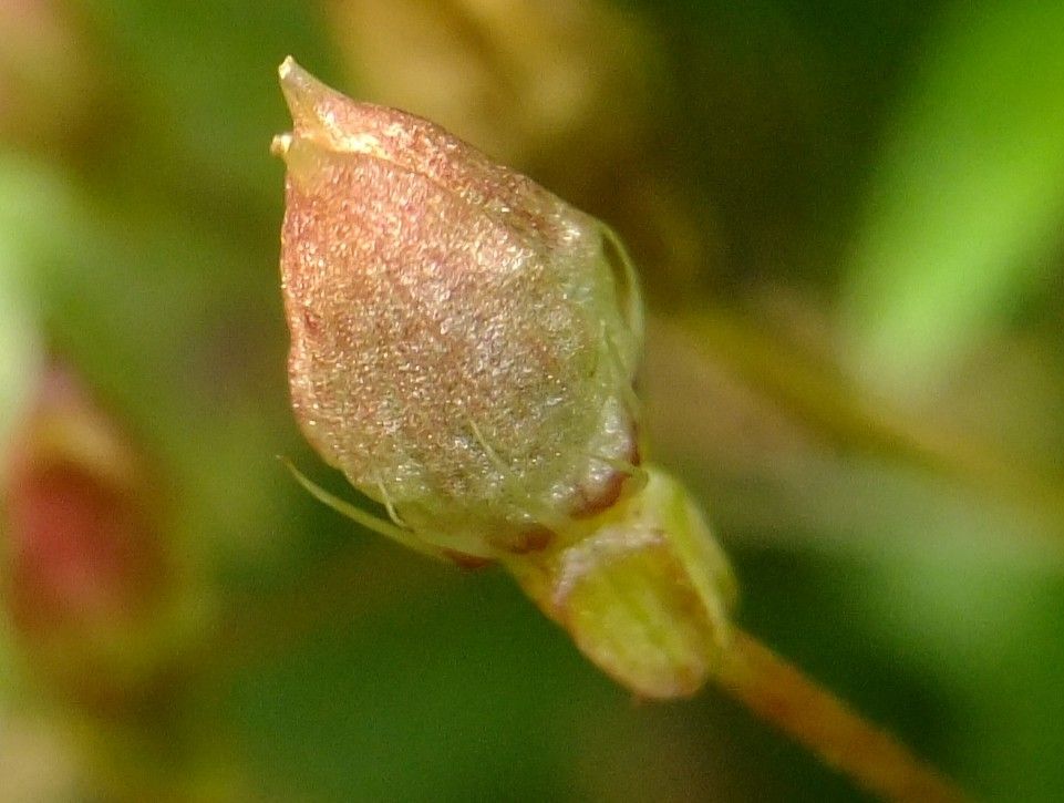 Saxifraga cuneifolia fruit