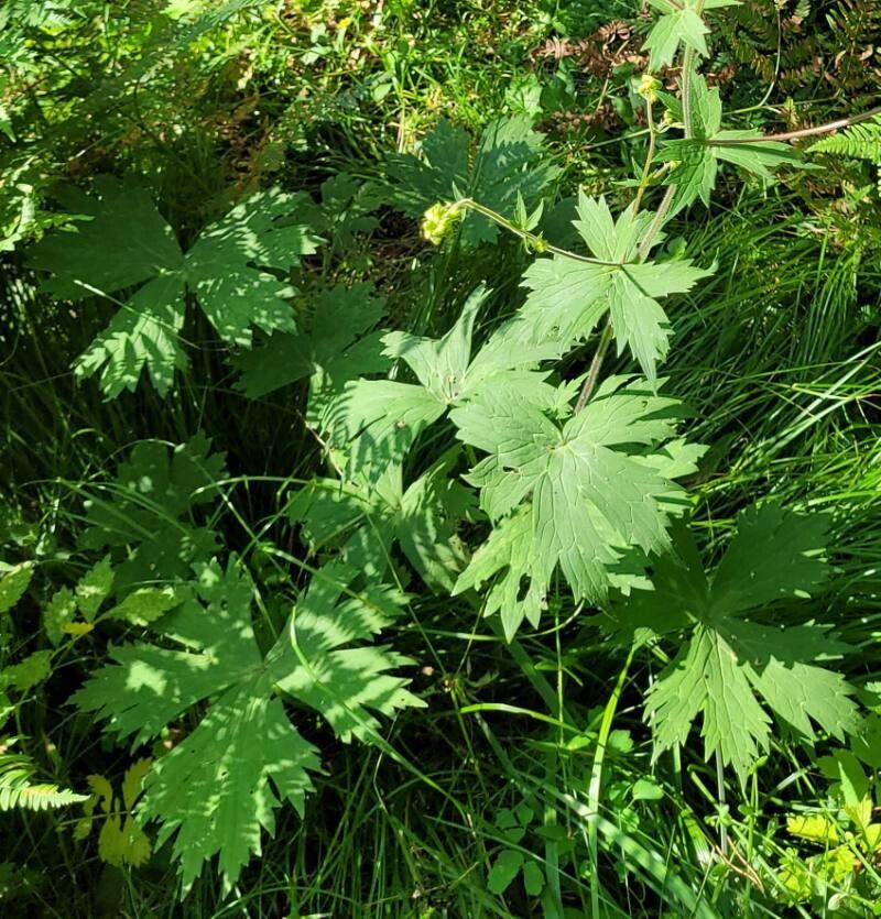 Aconitum krylovii leaf