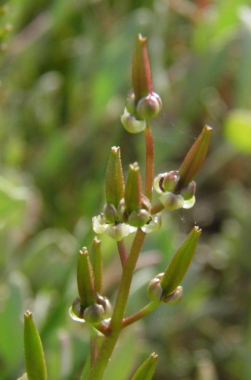 Triglochin barrelieri fruit