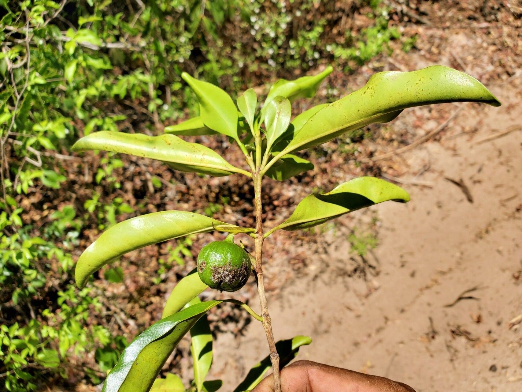 Pyrostria ampijoroensis fruit