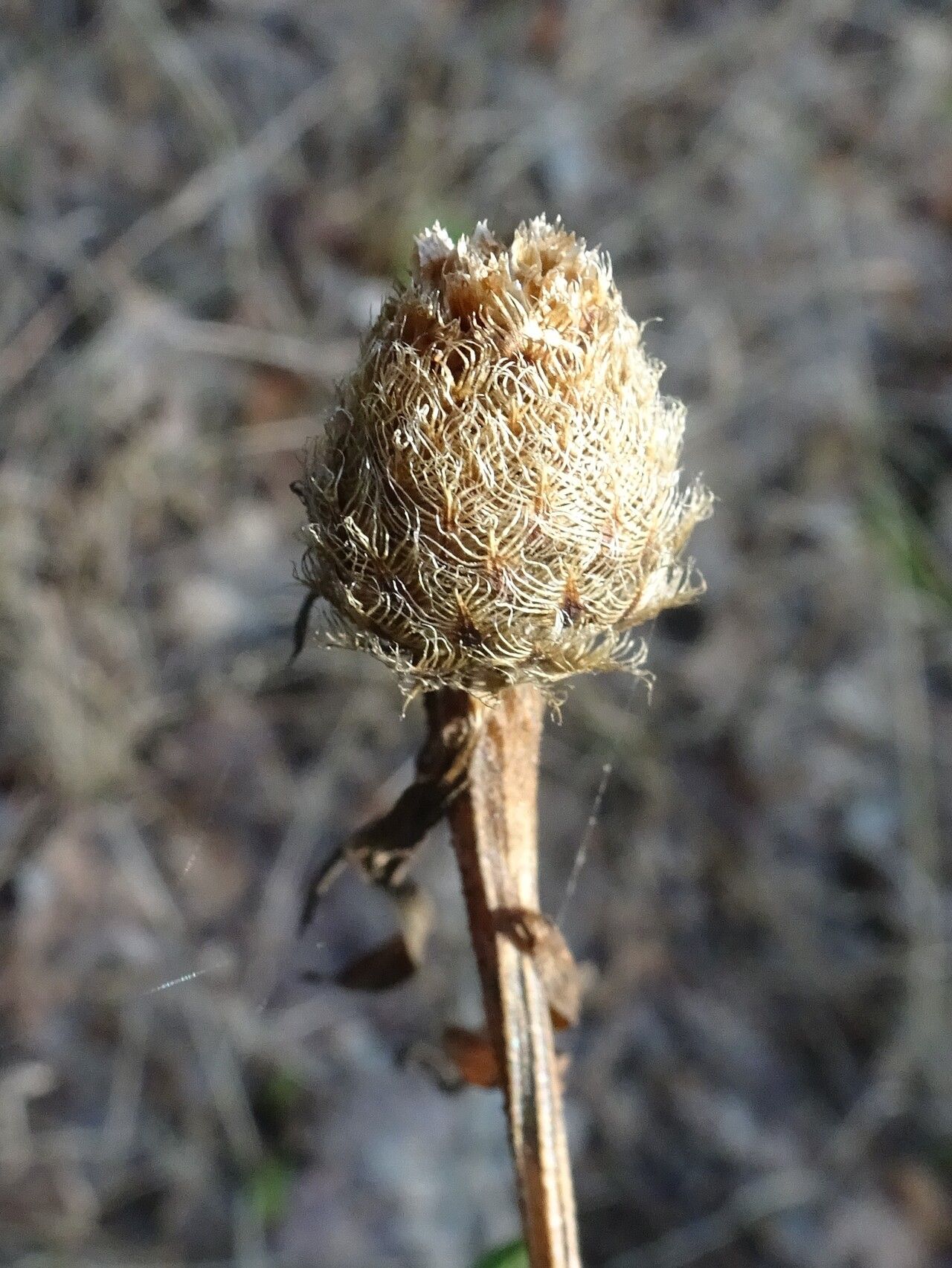 Centaurea americana flower
