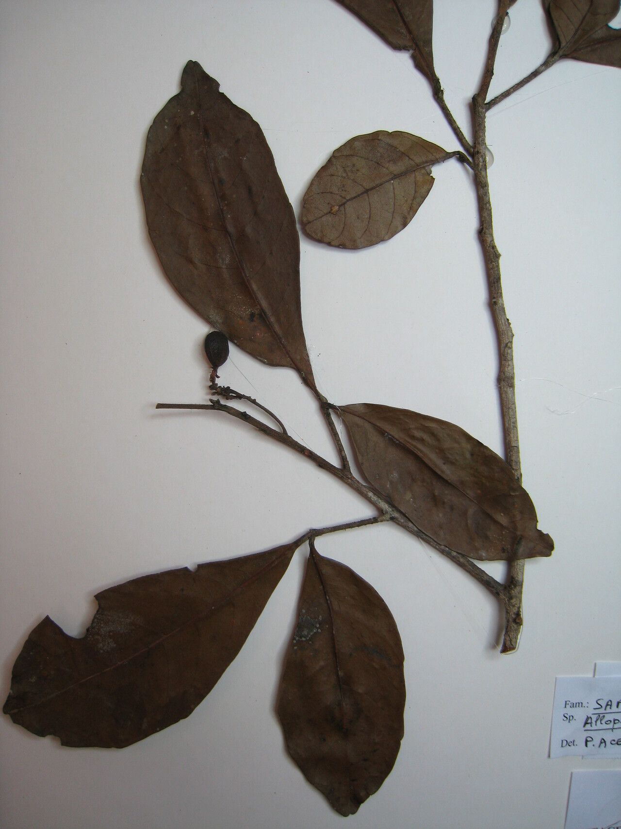 Allophylus angustatus other