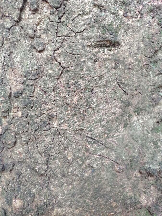 Licania tomentosa bark