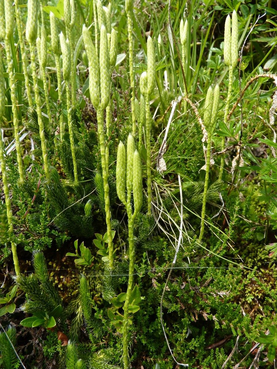 Lycopodium clavatum fruit