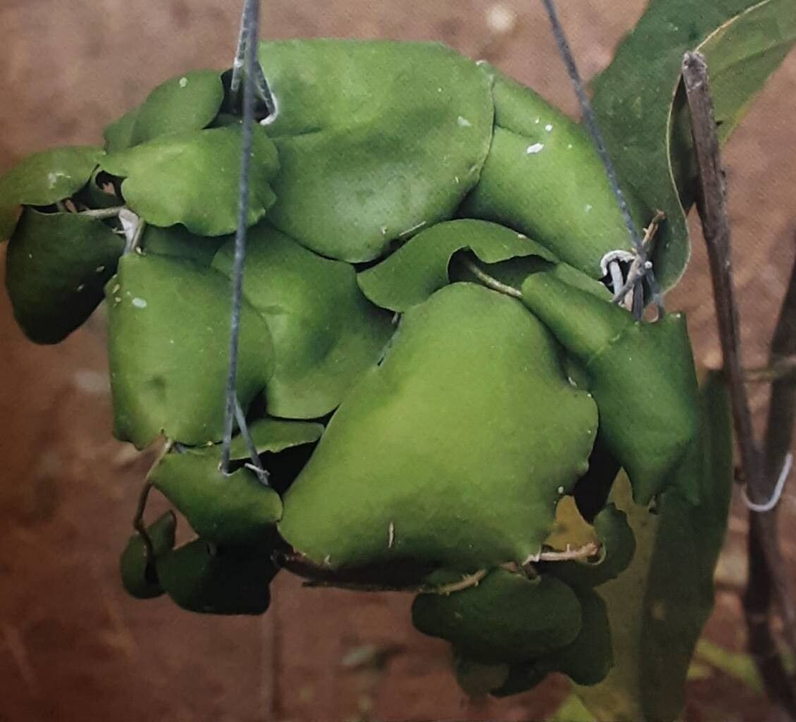 Hoya imbricata — search result for 'Hoya'