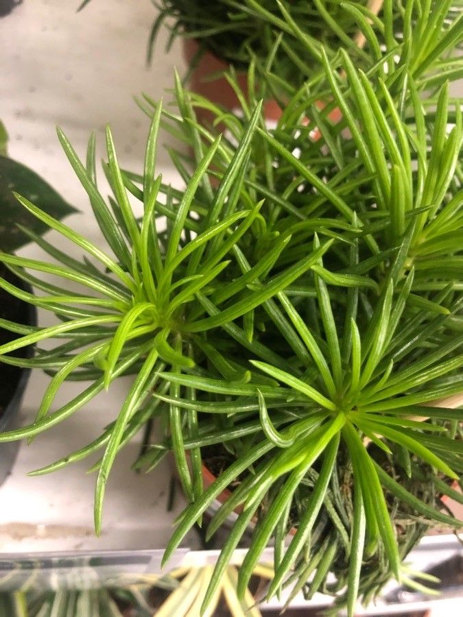 Dendrophorbium archeri leaf