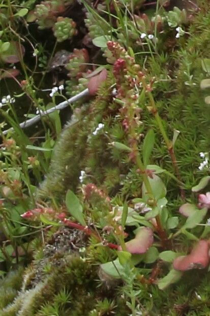 Rumex bucephalophorus fruit