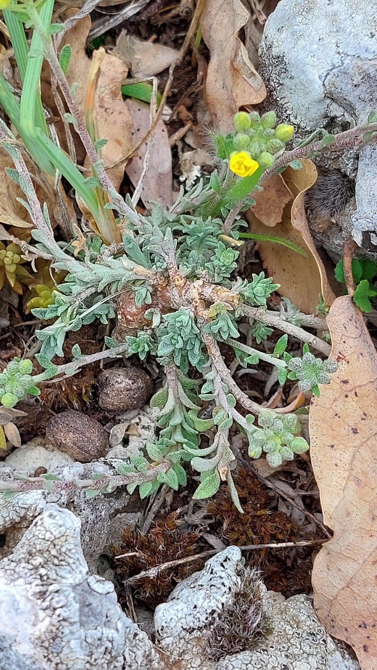Alyssum diffusum — houseplant care guide