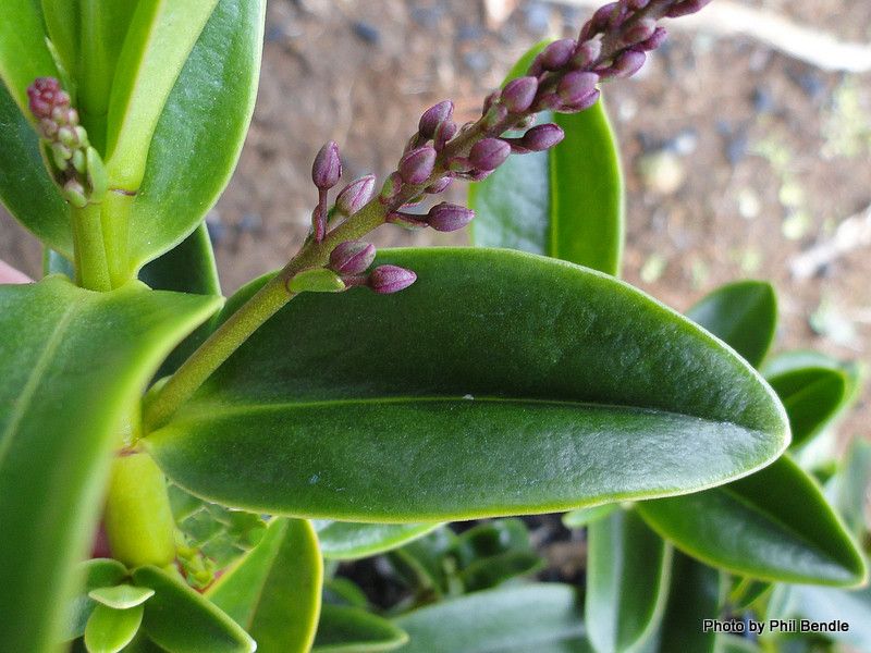 Veronica punicea leaf