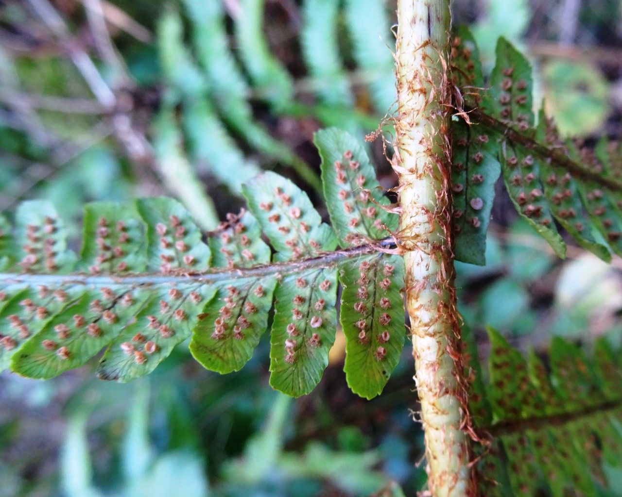 Dryopteris affinis leaf