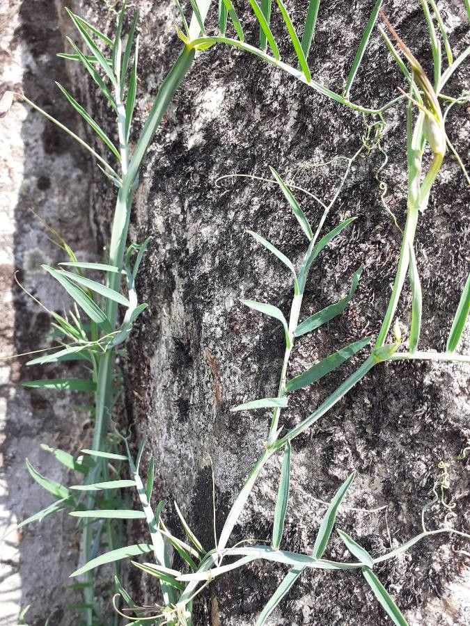 Lathyrus clymenum — search result for 'Lathyrus'