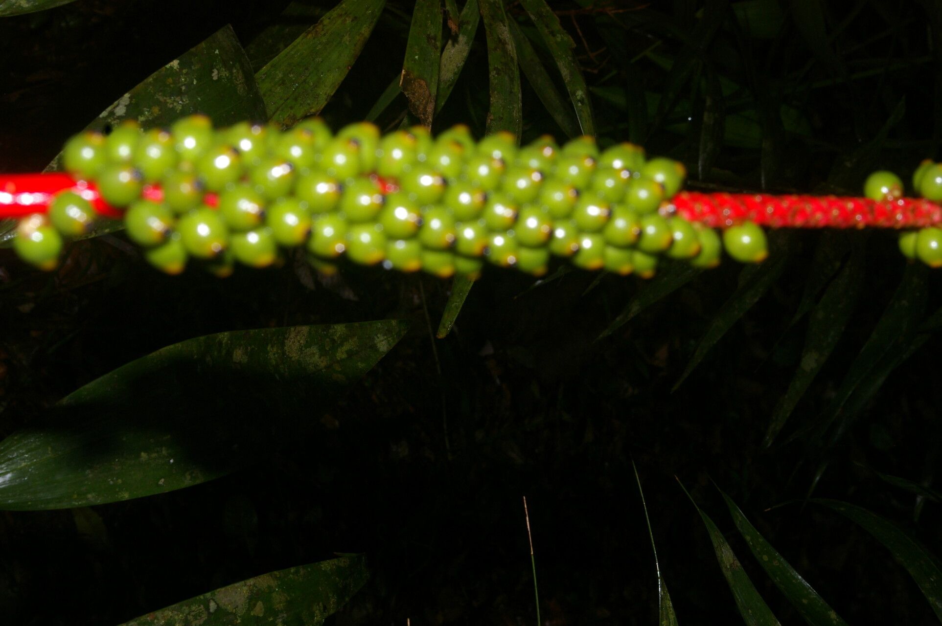 Neonicholsonia watsonii fruit