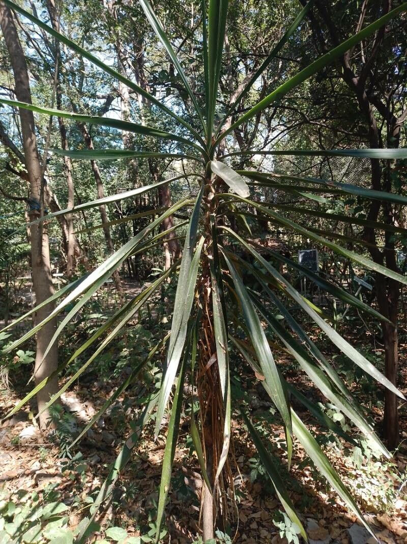 Yucca lacandonica — search result for 'Yucca'