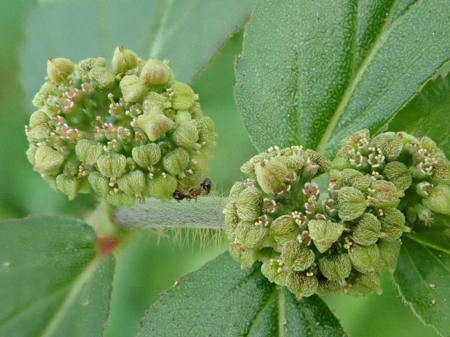 Chamaesyce hirta fruit