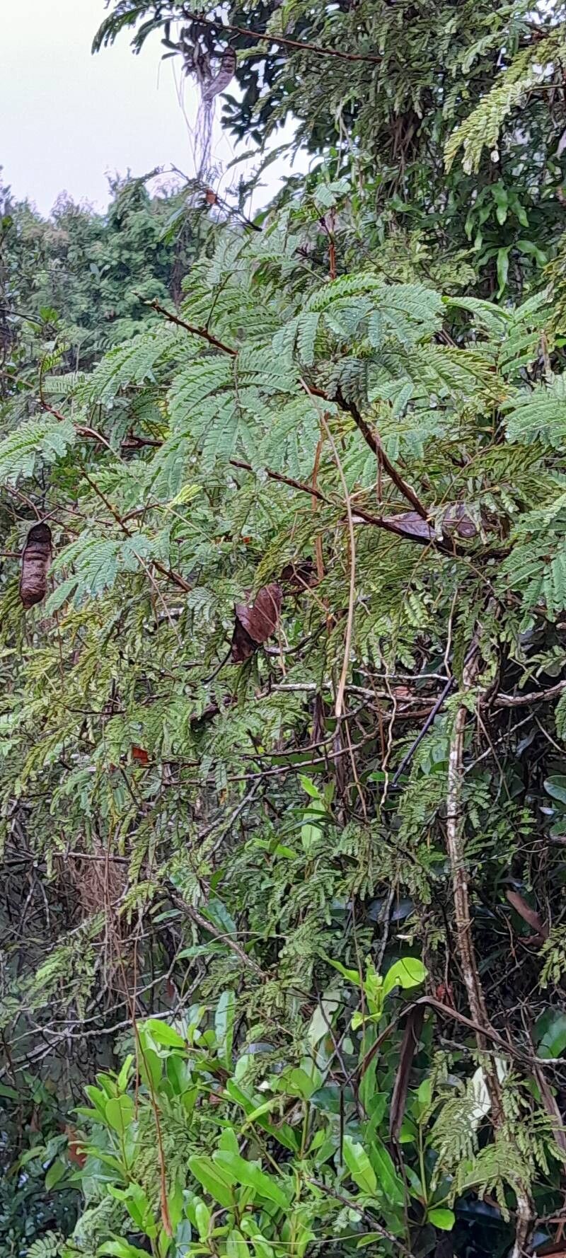 Albizia viridis habit