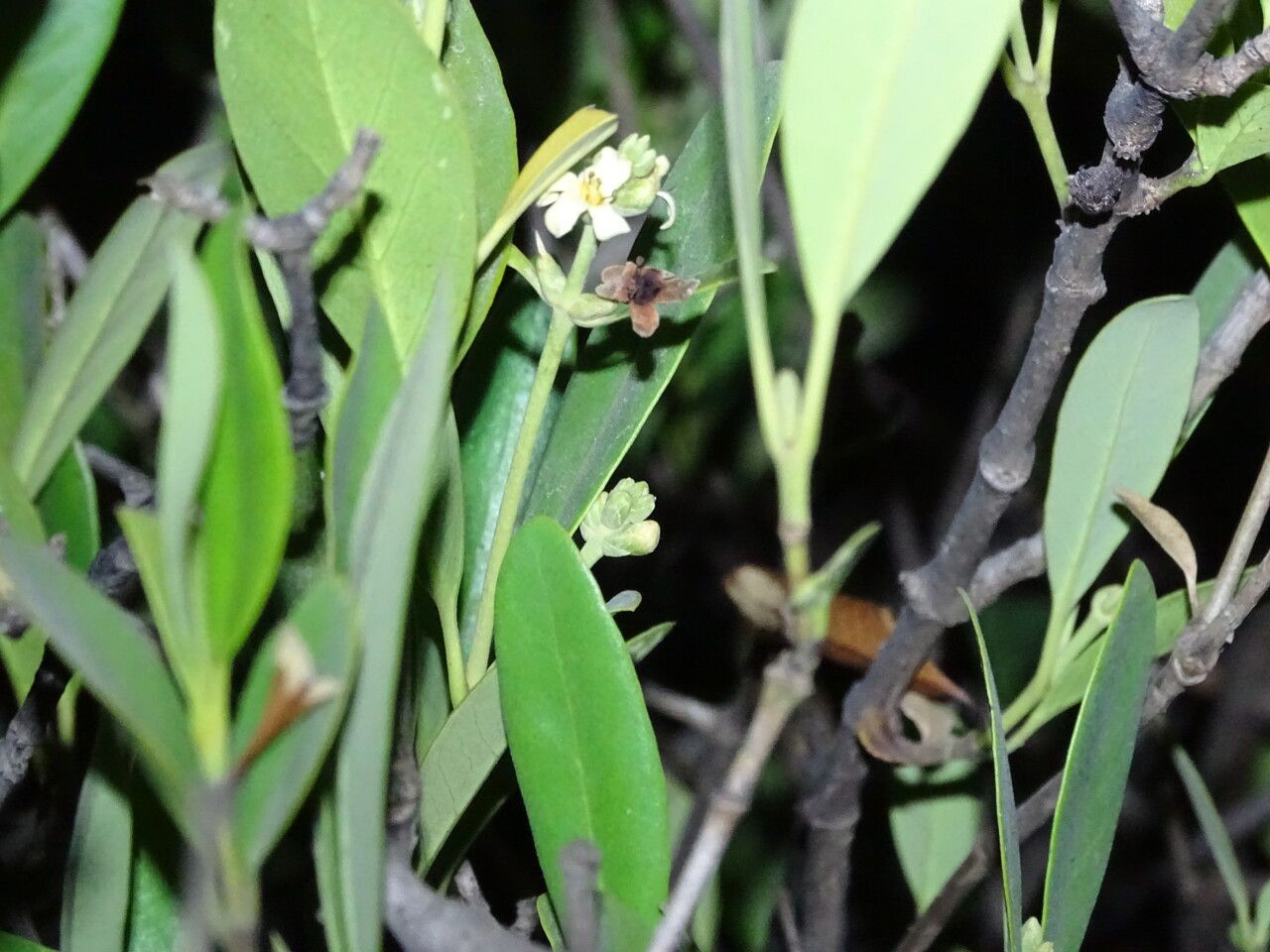 Avicennia germinans flower