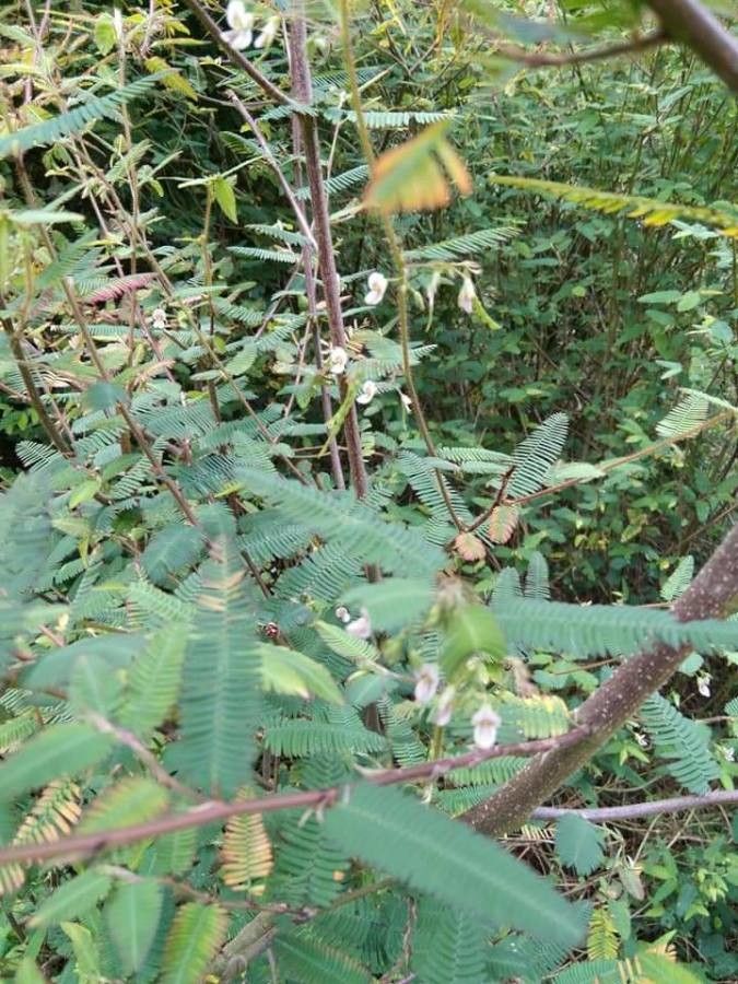 Aeschynomene americana