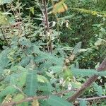 Aeschynomene americana