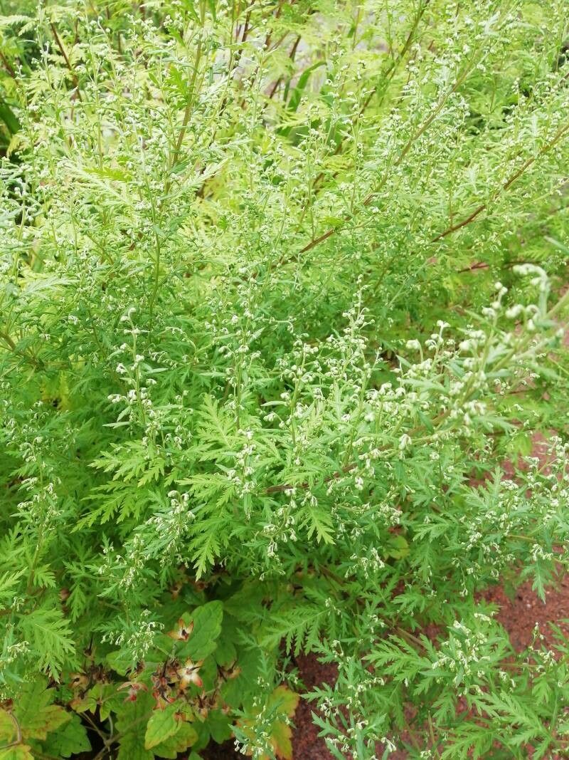 Artemisia gmelinii — search result for 'Artemisia'