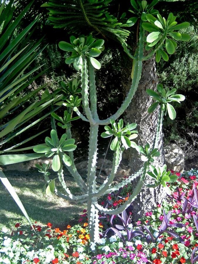 Euphorbia undulatifolia leaf