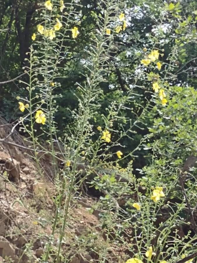 Verbascum roripifolium flower