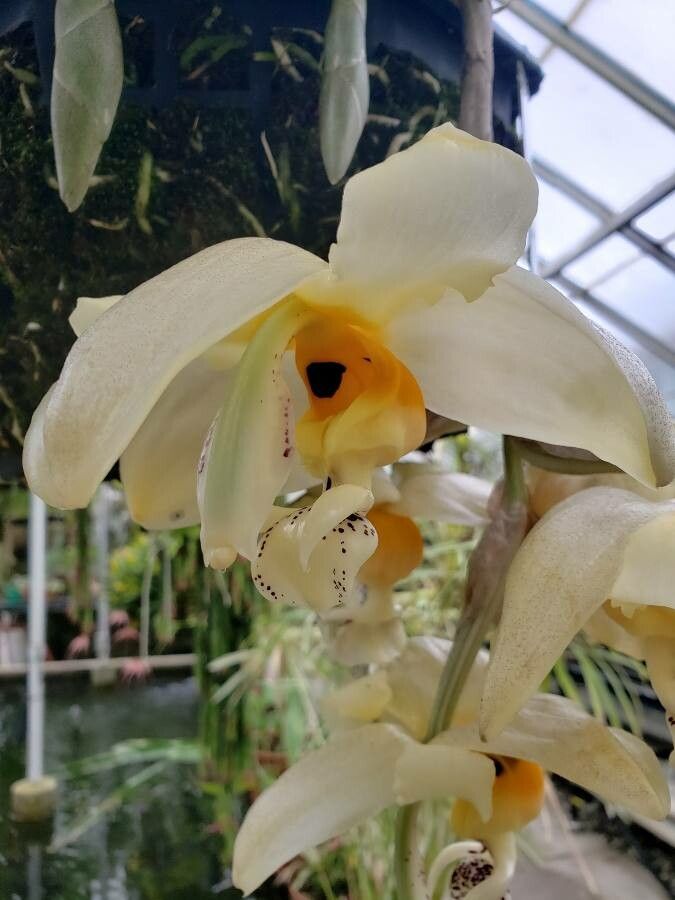 Stanhopea frymirei flower