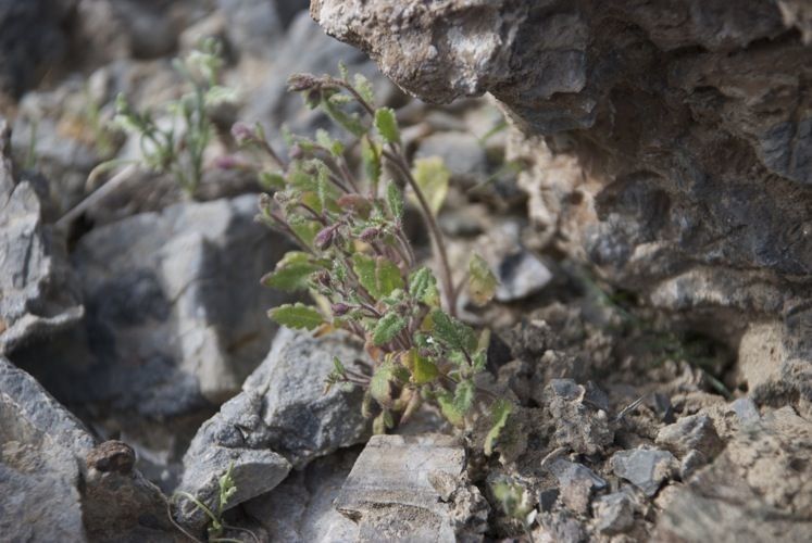 Phacelia lemmonii habit