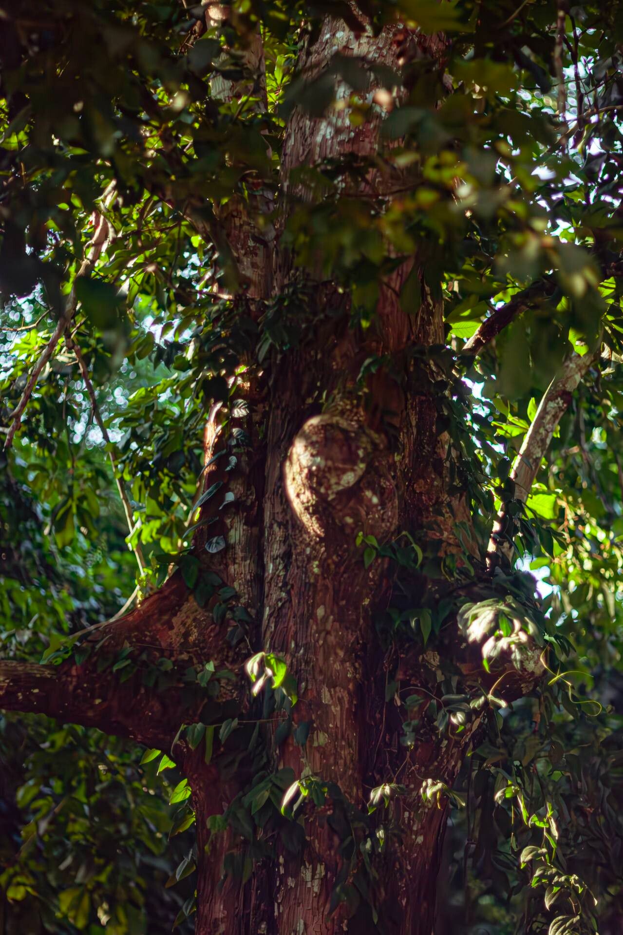 Heritiera sumatrana bark