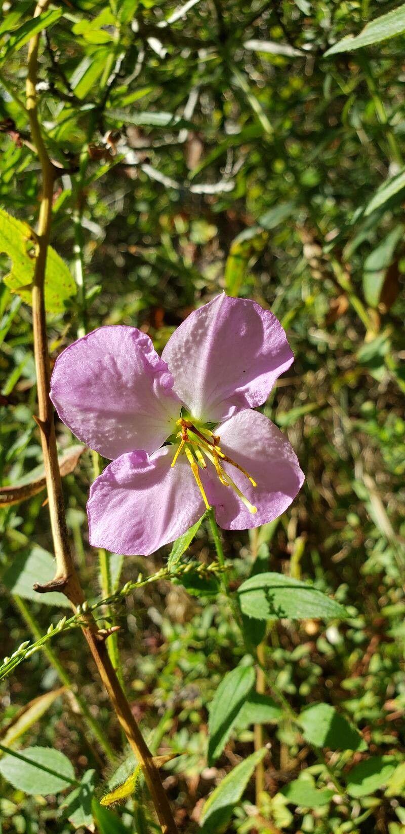 Rhexia mariana flower