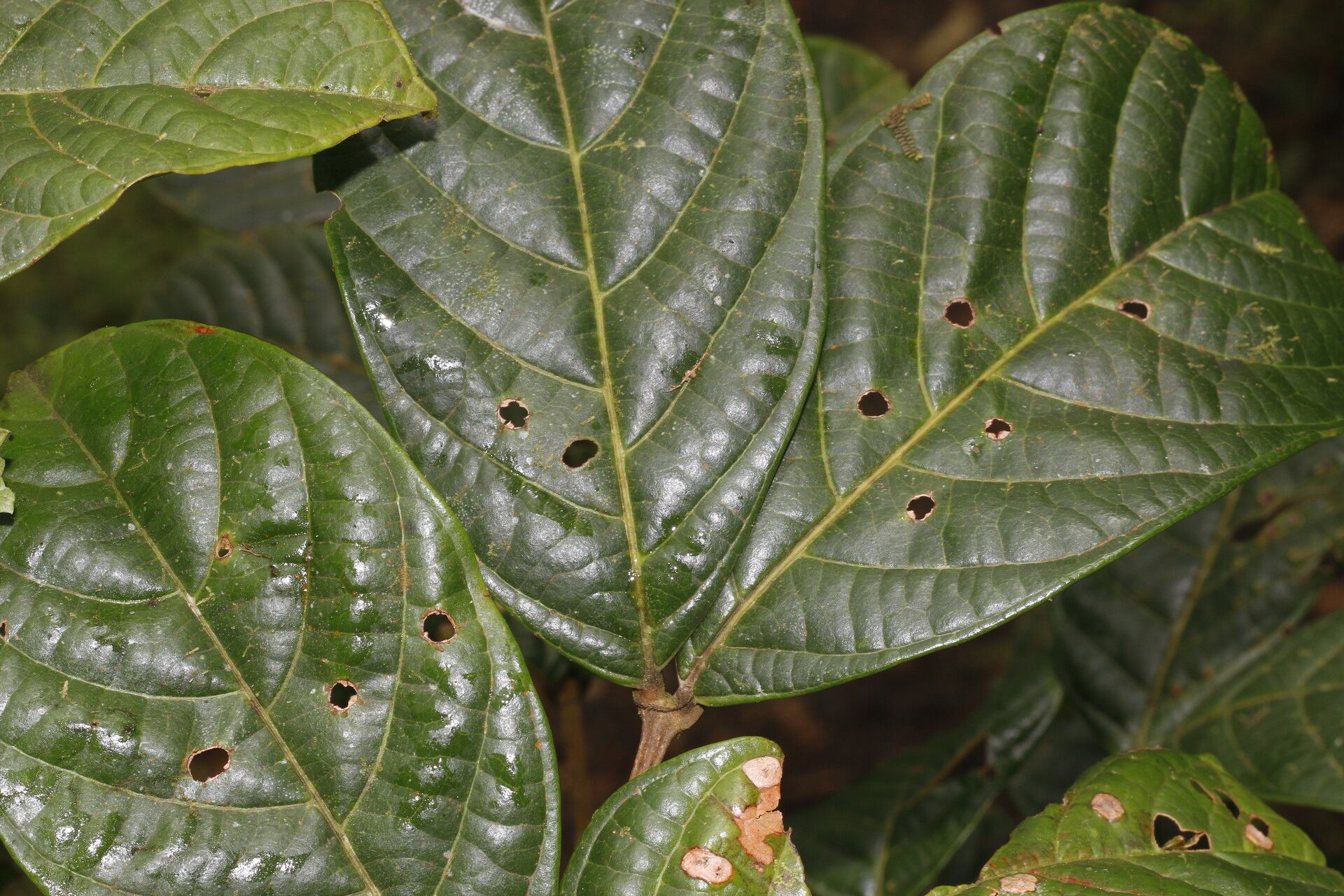 Cupania moralesii leaf