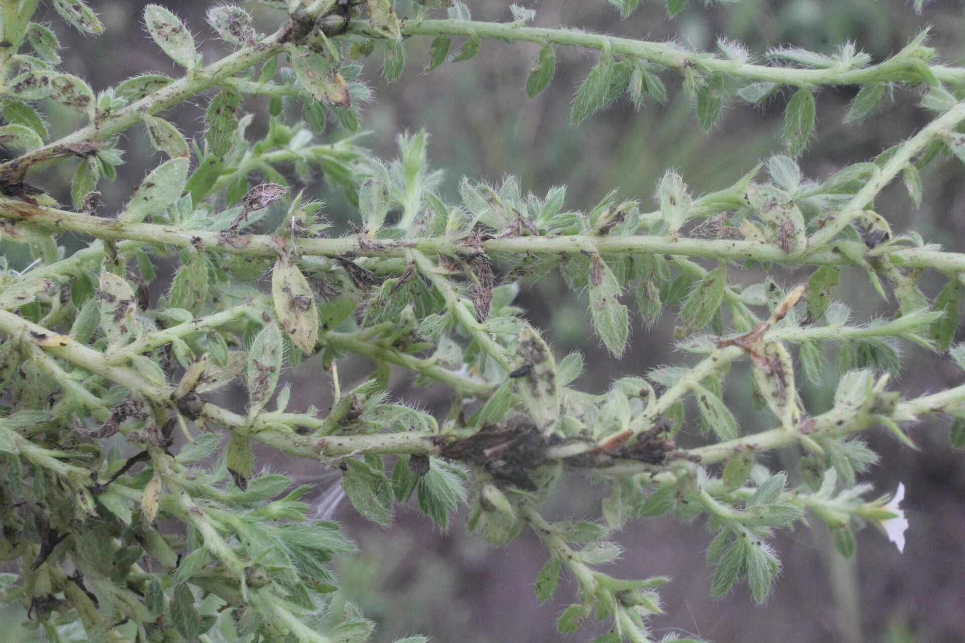 Euploca lagoensis — search result for 'Euploca'