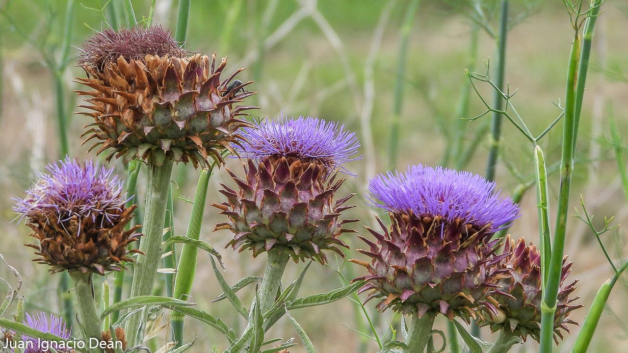 Cynara cardunculus flower